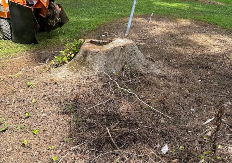 Root Removal